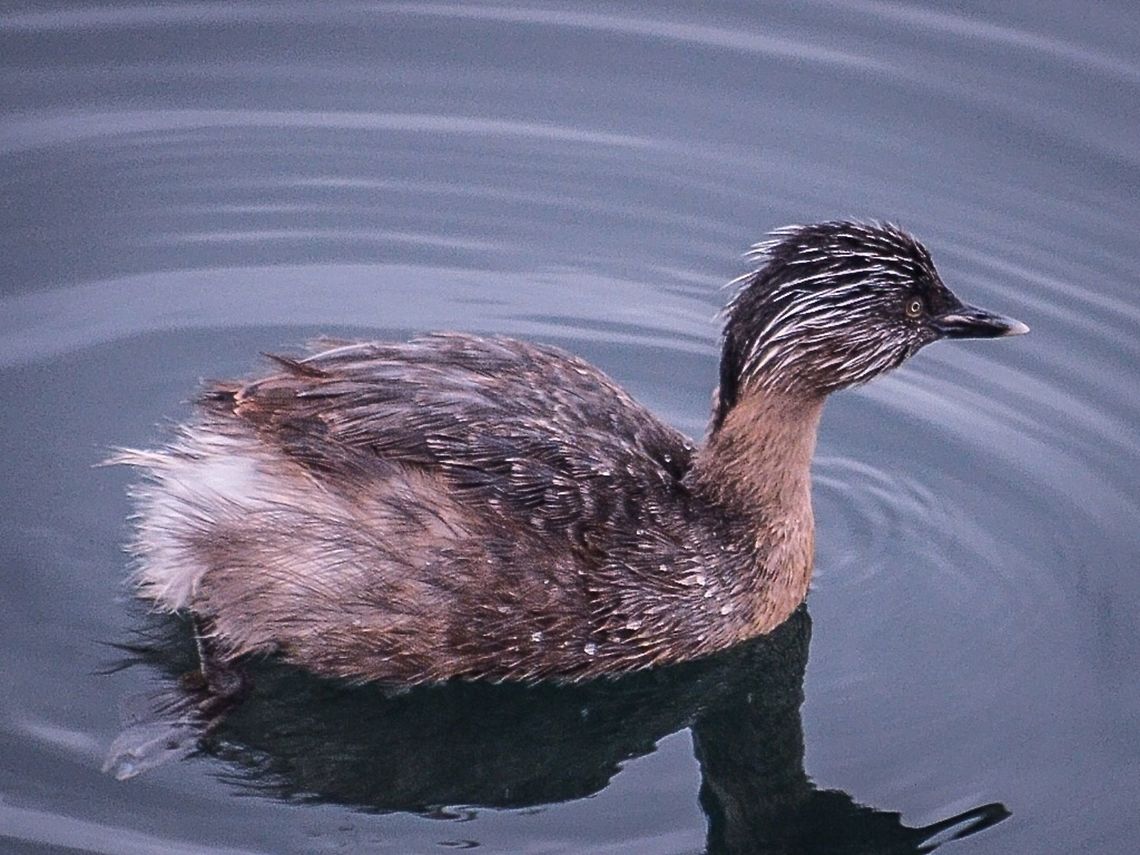 Hoary-headed grebe. Photographed in Queenscliff, Victoria, Australia. Australia,Geotagged,Hoary-headed grebe,Poliocephalus poliocephalus