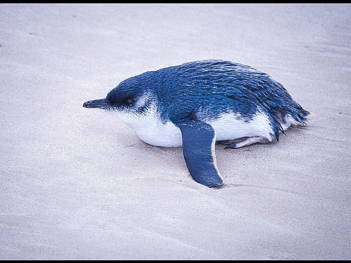 Fairy penguin. Photographed in Point Lonsdale, Victoria, Australia. Australia,Eudyptula minor,Fairy Penguin,Geotagged