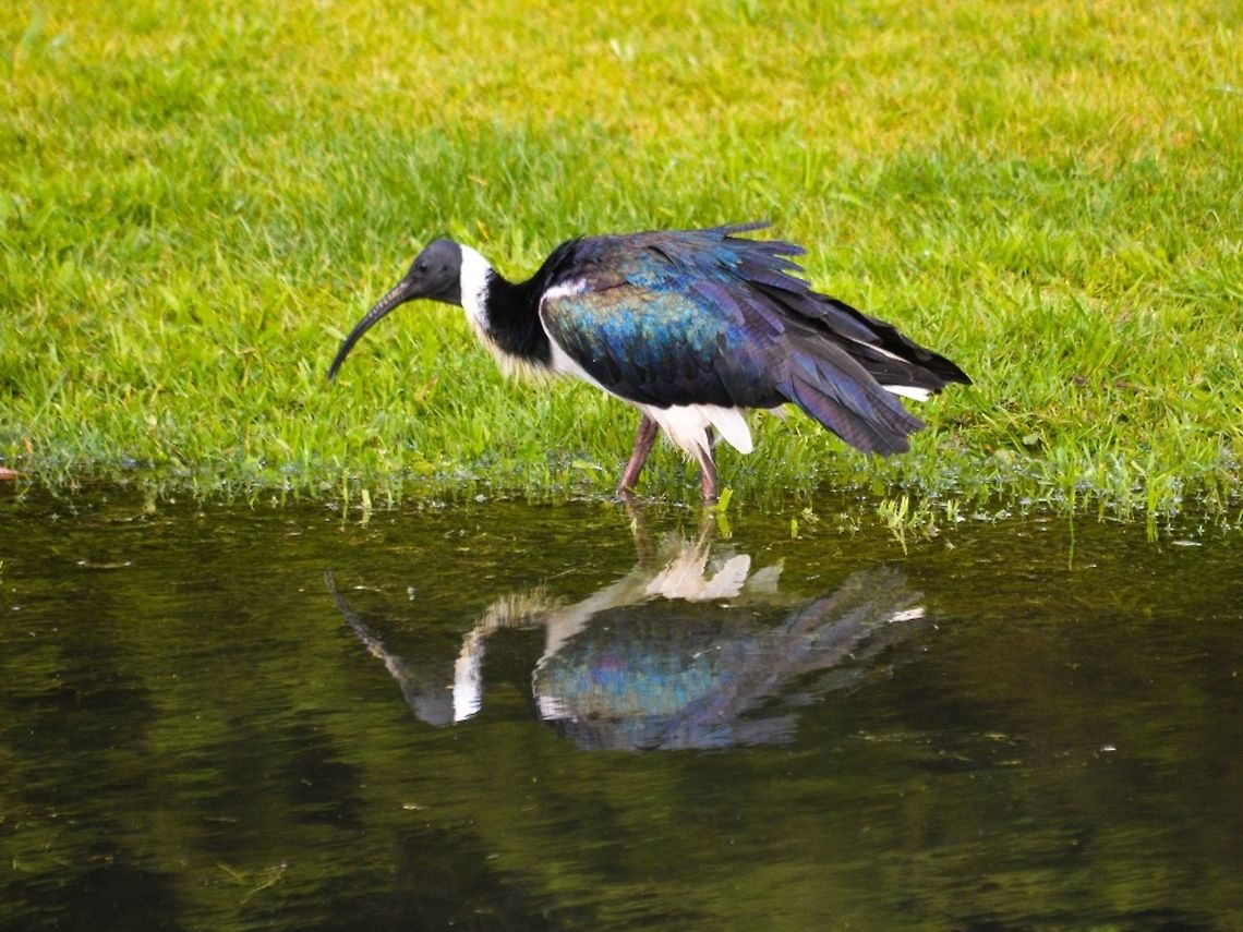 Straw necked Ibis. Photographed in queenscliff, Victoria, Australia.  Australia,Geotagged,Straw-necked ibis,Threskiornis spinicollis