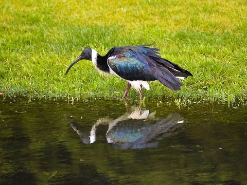 Straw necked Ibis. Photographed in queenscliff, Victoria, Australia.  Australia,Geotagged,Straw-necked ibis,Threskiornis spinicollis