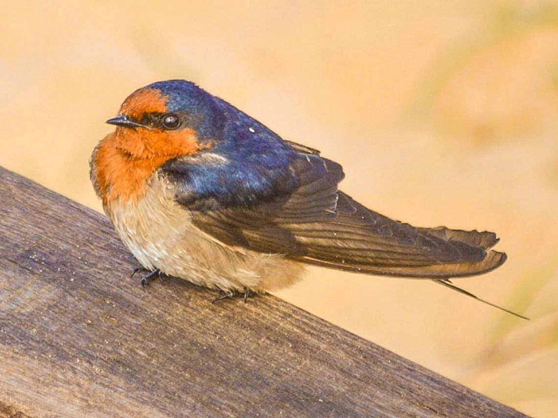 Welcome swallow. Photographed in queenscliff, Victoria, Australia. Australia,Geotagged,Hirundo neoxena,Welcome Swallow