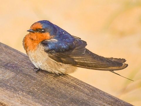 Welcome swallow. Photographed in queenscliff, Victoria, Australia. Australia,Geotagged,Hirundo neoxena,Welcome Swallow