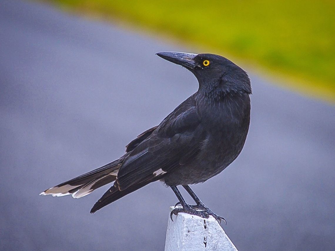 Pied currawong. Photographed in queenscliff, Victoria, Australia. Australia,Geotagged,Pied Currawong,Strepera graculina