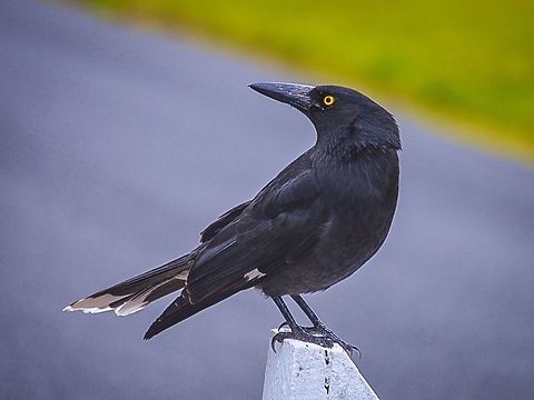 Pied currawong. Photographed in queenscliff, Victoria, Australia. Australia,Geotagged,Pied Currawong,Strepera graculina