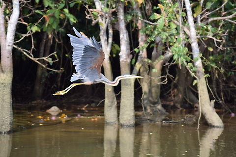 bird in a paradise Photos speaks for itself. Ardea purpurea,Geotagged,India,Purple Heron,Spring,kovalam
