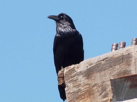 The Crow's Outpost A crow decided to take a leisurely rest on an abandoned bridge suspension post. American Crow,Common Raven,Corvus brachyrhynchos,Corvus corax,Geotagged,United States,spring
