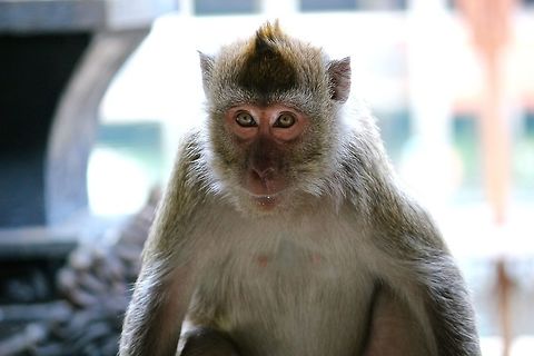 Looking In Java Malang | Crab-eating Macaque Crab-eating macaque,Macaca fascicularis