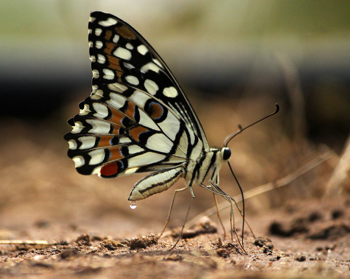 butterfly Pee After 2 or 3 hours doing photography of this butterfly. suddenly butterfly stand on ground and dropping water<br />
and i got shocked what is butterfly doing and i after i reach home search about this thing and i read it is PEE of butterfly.  Common Lime Butterfly,Papilio demoleus,butterfly Pee