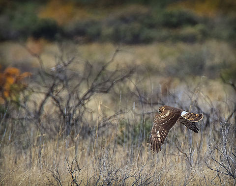 Harrier Hawk Hunting Northern Harrier Hawk flying low to the ground with his head down searching the brush and tall grass for lunch.  Saw this raptor near the marsh lands of the Bosque del Apache Wildlife Refuge along the Rio Grande River in south central New Mexico. Circus cyaneus,Fall,Geotagged,Hen harrier,United States