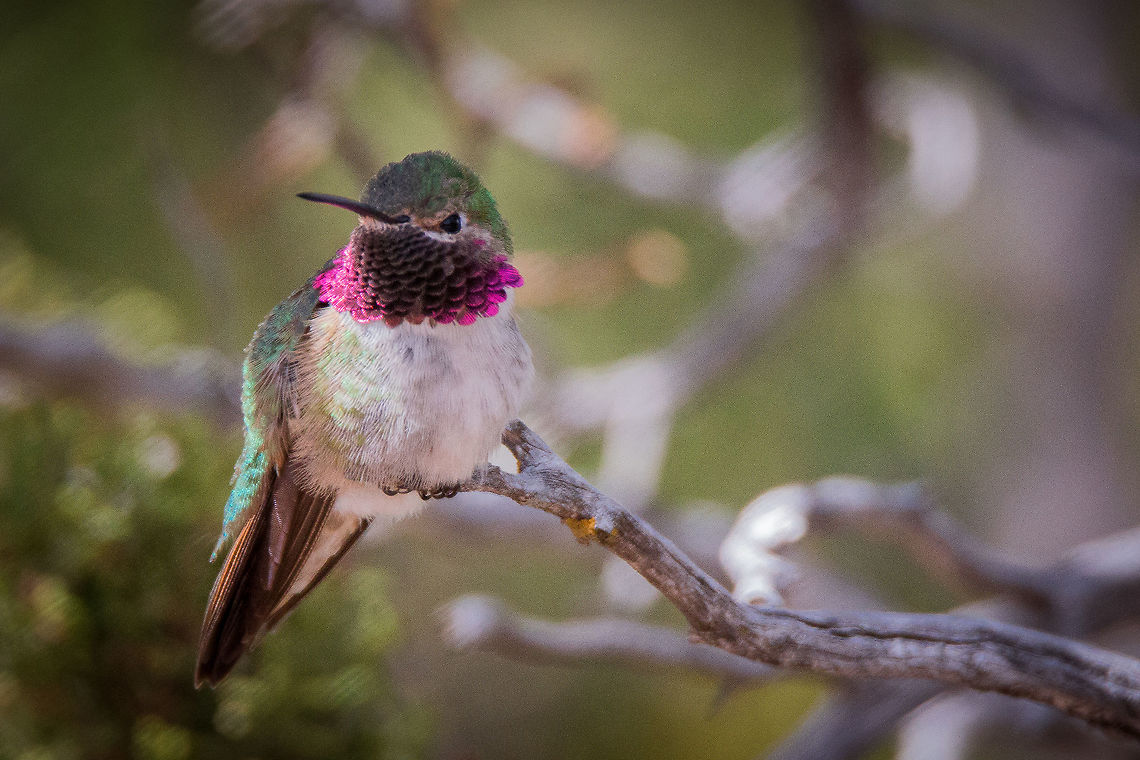 Broad-tail Hummingbird Broad-tailed Hummingbird perched on a dead juniper limb during the mid-day hours on an early spring day.  This colorful medium sized hummer was hanging out near a hiking trail in the 135 acres of the Randall Davey Audubon Sanctuary, which is bounded by thousands of acres of National Forest and Santa Fe River Watershed land.  The elevation was 7450 feet. Broad-tailed HUmmingbird,Geotagged,Selasphorus platycercus,Spring,United States