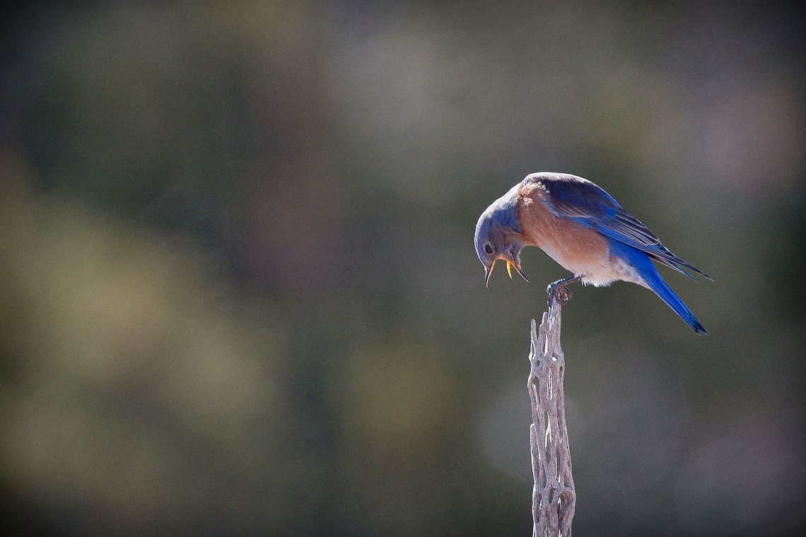 Yuk Eastern Bluebird hanging out on a dead Cholla Cactus limb in the high desert area of Sandia Park, NM around 6500 feet elevation.  Many Western  and Mountain Bluebirds in this area, but I don&#039;t see Eastern&#039;s very often.  I guess he didn&#039;t like the food. Cactus,Cylindropuntia,Eastern Bluebird,Geotagged,Sandia Mountains,Sialia sialis,United States,Winter