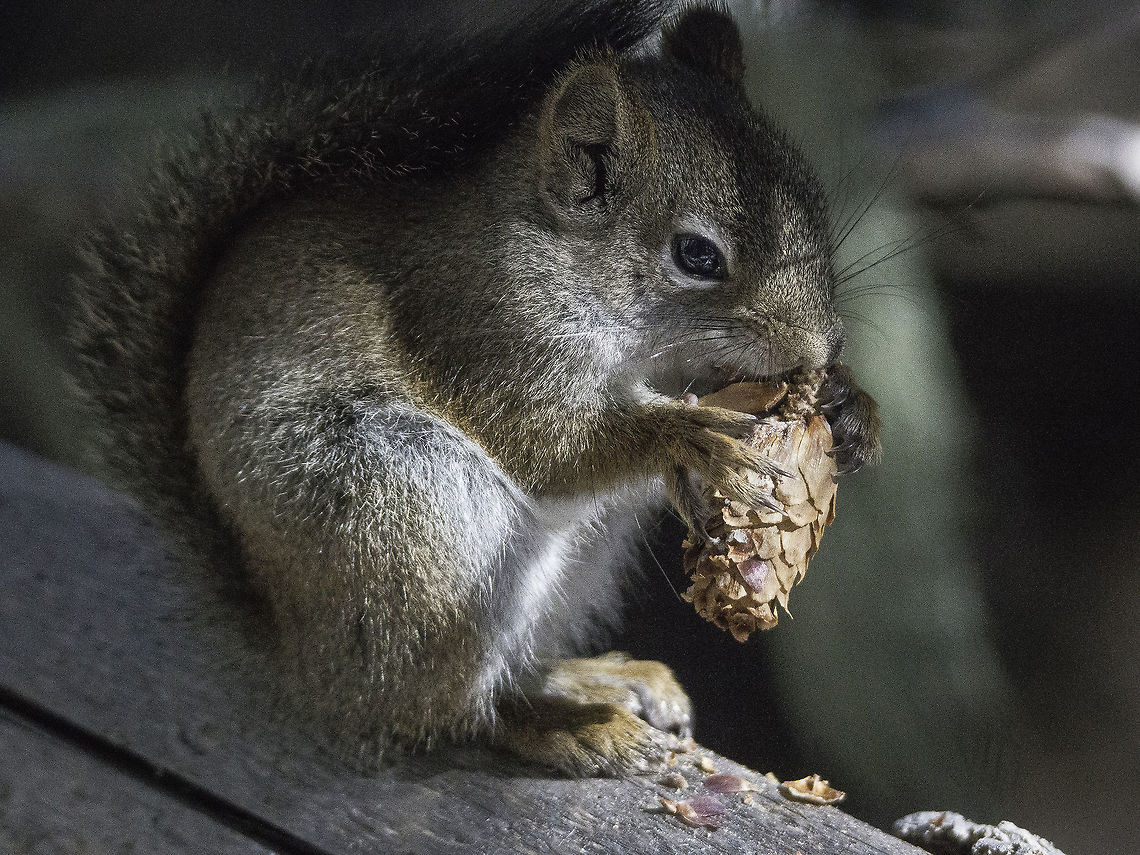 Squirrel Middens American Red Squirrel setting on a log munching on a spruce cone and starting a pile of middens in the dark forest of the Sandia Mountain Wilderness.   He must of been trying to catch a ray of sunshine too.  Locals also call him &quot;Chickaree&quot; or &quot;Ardilla&quot; (Spanish).  We are told that Pueblo Indians called him Tsu-wa-la-ah-na. American red squirrel,Fall,Geotagged,Red Squirrel,Sciurus vulgaris,Tamiasciurus hudsonicus,United States