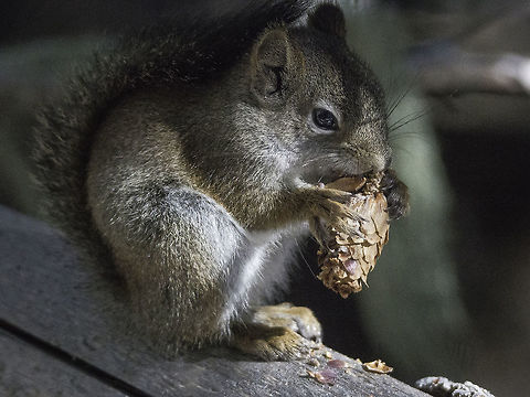 Squirrel Middens American Red Squirrel setting on a log munching on a spruce cone and starting a pile of middens in the dark forest of the Sandia Mountain Wilderness.   He must of been trying to catch a ray of sunshine too.  Locals also call him "Chickaree" or "Ardilla" (Spanish).  We are told that Pueblo Indians called him Tsu-wa-la-ah-na. American red squirrel,Fall,Geotagged,Red Squirrel,Sciurus vulgaris,Tamiasciurus hudsonicus,United States