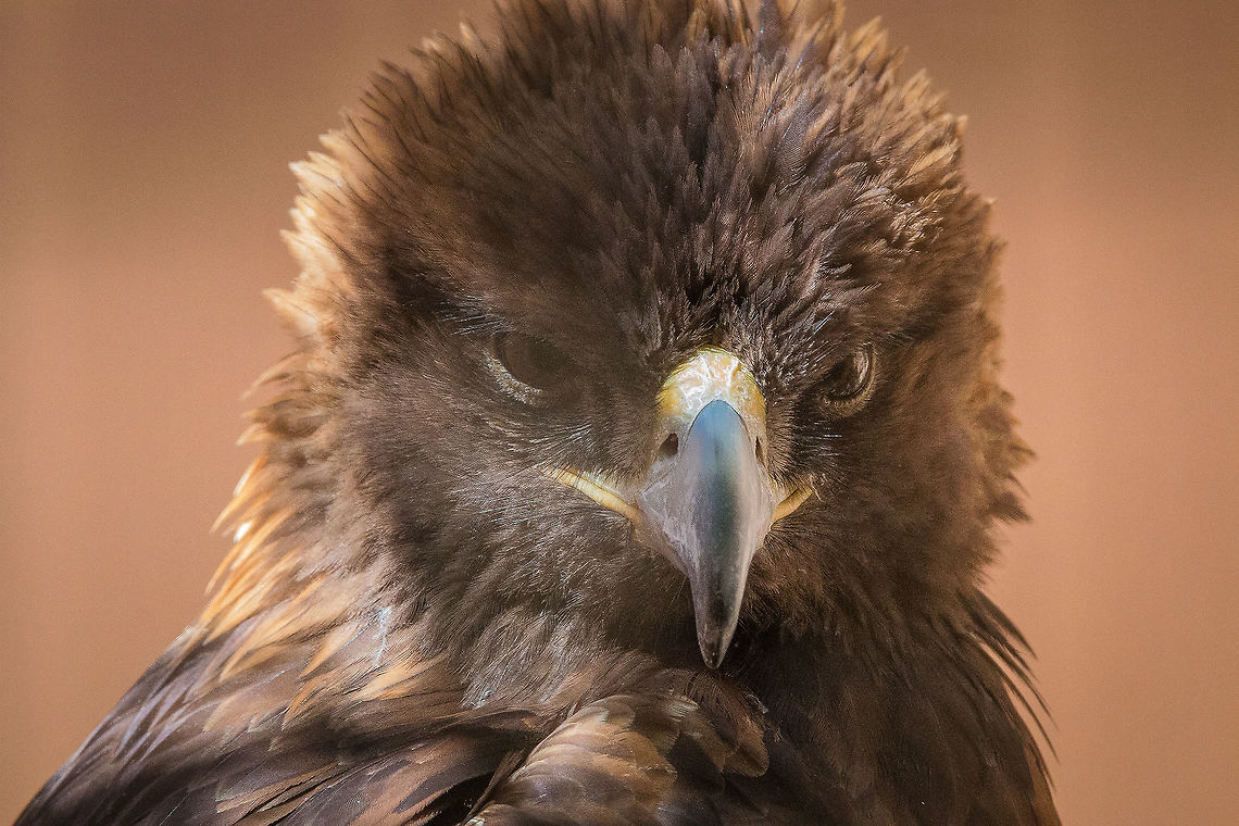 Eagle Eye Golden Eagle in the Living Desert Aviary Sanctuary.   This sanctuary and park provides up-close experience of the wildlife and plants of the Chihuahuan Desert.  This big raptor wasn&#039;t very cooperative with the camera until he gave me the &quot;Eagle Eye&quot; Aquila chrysaetos,Geotagged,Golden Eagle,Spring,United States