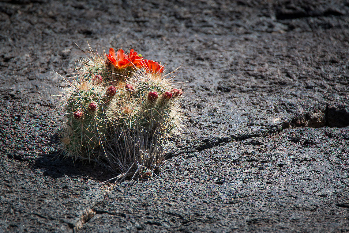 Hedgehog Cacti Believe this is Echinocereus triglochidiatus, a species of hedgehog cactus.  This cluster was growing in the crack of a large lava rock in the Valley of Fires, NM. Echinocereus triglochidiatus,Geotagged,Spring,United States