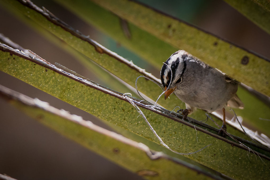 White-crowned Sparrow White-crowned Sparrow looking for little ants on a desert Yucca plant in the Living Desert Gardens near Carlsbad, NM.   Geotagged,Spring,United States,White-crowned Sparrow,Zonotrichia leucophrys