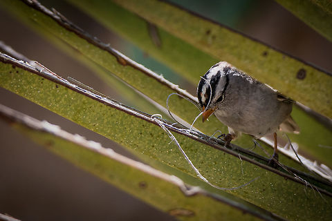 White-crowned Sparrow White-crowned Sparrow looking for little ants on a desert Yucca plant in the Living Desert Gardens near Carlsbad, NM.   Geotagged,Spring,United States,White-crowned Sparrow,Zonotrichia leucophrys
