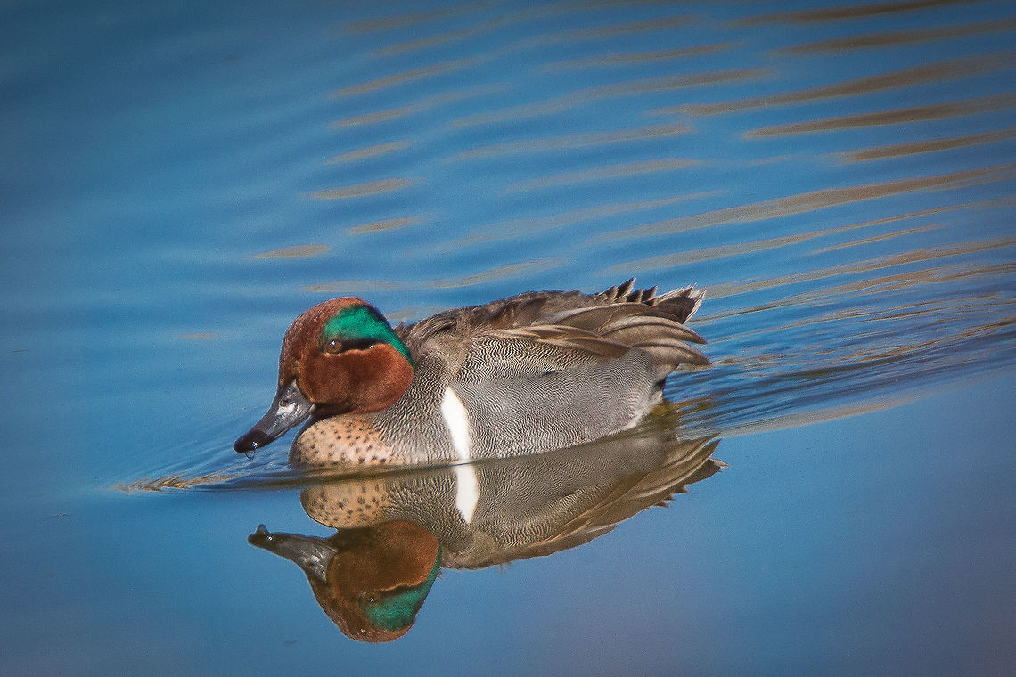 Duck Shadow Little Green-winged Teal just chill&#039;n and gliding along through a pond near the Rio Grande River in Albuquerque, NM Anas carolinensis,Geotagged,Green-winged teal,United States,Winter