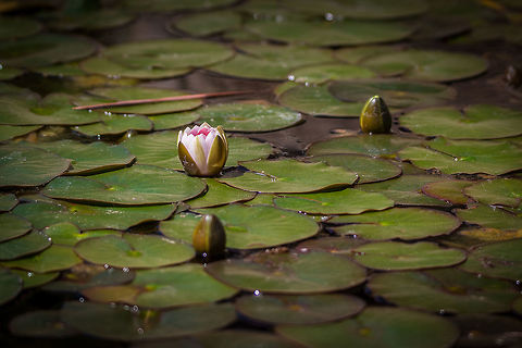 Water Lily Pink water lily beginning to bloom. Geotagged,Pond,Spring,United States,Water Lily