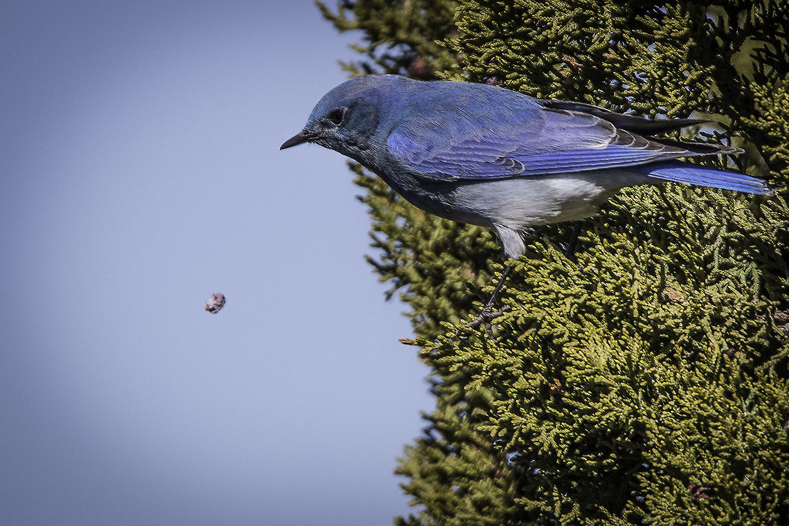 Dropped My Berry Juniper berry got away from this Mountain Bluebird! Geotagged,Mountain Bluebird,Sialia currucoides,United States,Winter