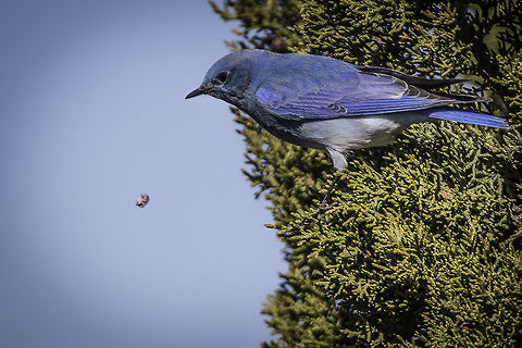 Dropped My Berry Juniper berry got away from this Mountain Bluebird! Geotagged,Mountain Bluebird,Sialia currucoides,United States,Winter