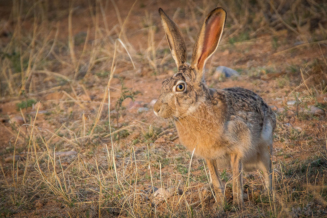 Jackrabbit Black-tailed jackrabbit exploring the grassy terrain of the high desert near the Sandia Mountains. Black-tailed jackrabbit,Geotagged,Lepus californicus,Spring,United States