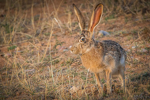 Black-tailed jackrabbit
