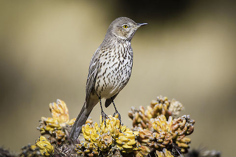 Sage Thrasher Sage Thrasher perched on a seed pod of a cholla cactus.  Normally, these shy medium sized birds are hiding on the ground under bushes or in tall grass. Geotagged,Oreoscoptes montanus,Sage thrasher,United States,Winter