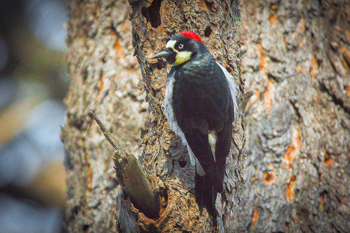 The Pope Acorn Woodpecker making holes on a Ponderosa Pine!  Found him in the GIla National Forest near Pinos Altos Mountain and Silver City, New Mexico.  Local bird enthusiasts call this woodpecker, &quot;The Pope Pecker&quot; Acorn Woodpecker,Geotagged,Melanerpes formicivorus,United States,Winter