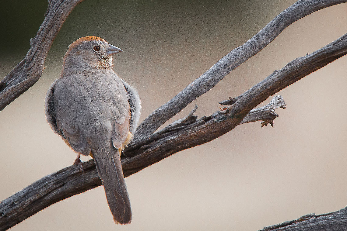 Red Head Canyon Towhee perched on a dead juniper limb in the early morning hours of a cloudy spring day. Canyon towhee,Geotagged,Melozone fusca,Spring,United States
