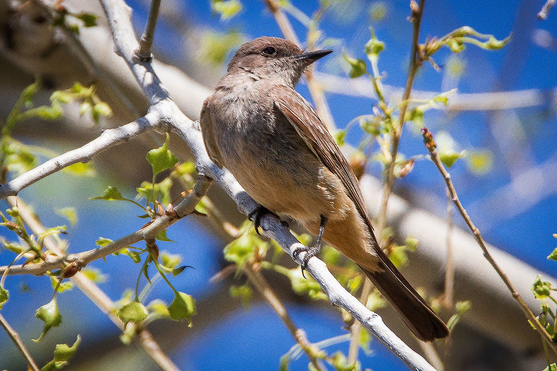 Say's phoebe Hanging out in a Cottonwood Tree on the lookout for flying insects and bugs. Geotagged,Say's phoebe,Sayornis saya,Spring,United States