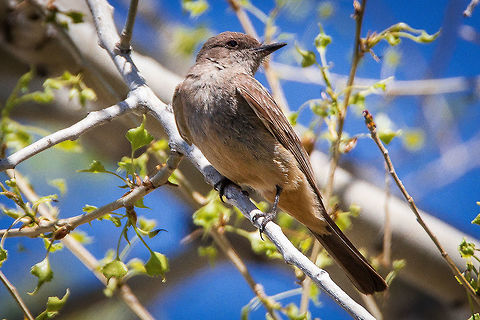Say's phoebe Hanging out in a Cottonwood Tree on the lookout for flying insects and bugs. Geotagged,Say's phoebe,Sayornis saya,Spring,United States