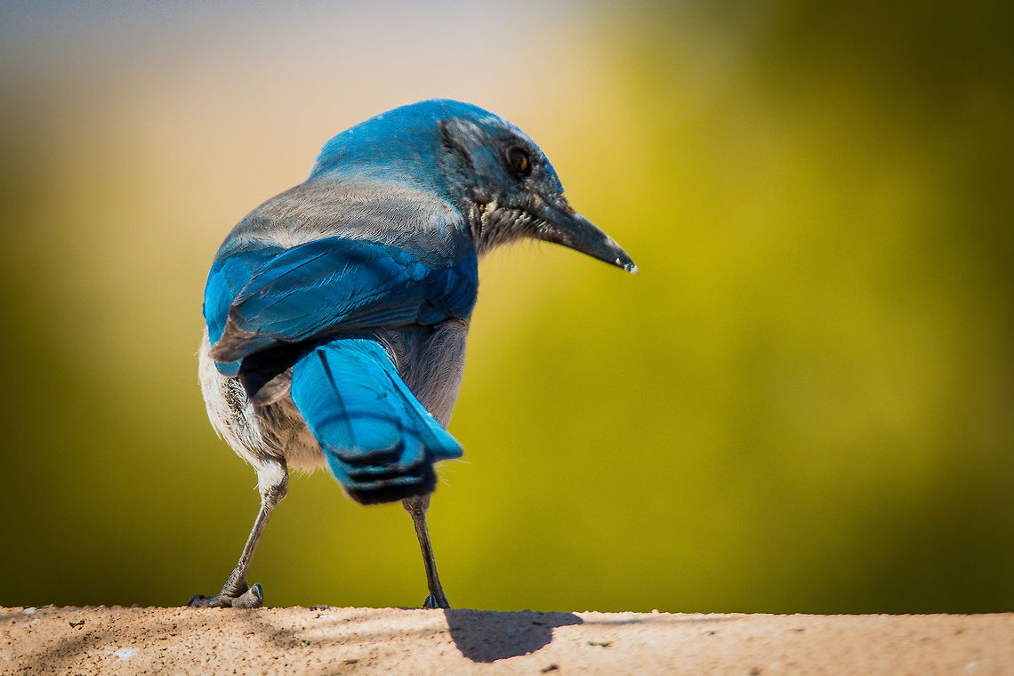 Western Scrub-jay This Scrub-jay likes to get pinion nuts out of the pinion pines and then he brings them over to our adobe wall to crack and eat. Aphelocoma californica,Geotagged,Spring,United States,Western Scrub Jay
