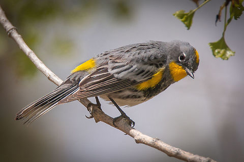 Yellow-rumped Warbler Yellow-rumped warbler setting on a cottonwood limb in the high desert, elevation 6500 ft. Geotagged,Setophaga coronata,Spring,United States,Yellow-rumped warbler