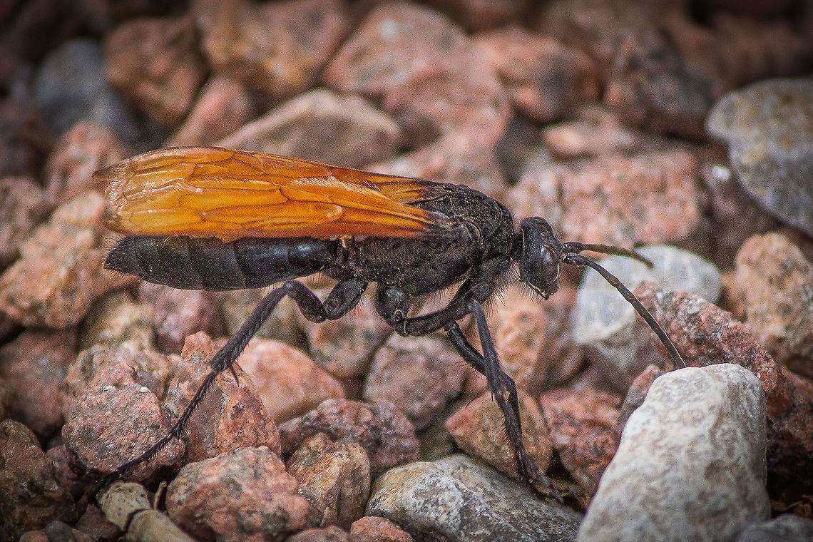 Tarantula hawk Tarantula hawk hanging around waiting for the Tarantula&#039;s to start getting active this summer. Desert,Geotagged,Hemipepsis ustulata,Pompilidae,Spring,Tarantula,Tarantula hawk,United States,spider wasp,wasp