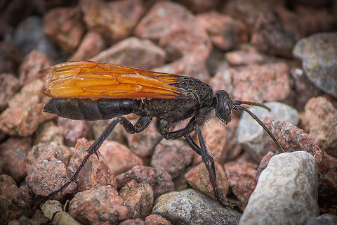 Tarantula hawk Tarantula hawk hanging around waiting for the Tarantula's to start getting active this summer. Desert,Geotagged,Hemipepsis ustulata,Pompilidae,Spring,Tarantula,Tarantula hawk,United States,spider wasp,wasp