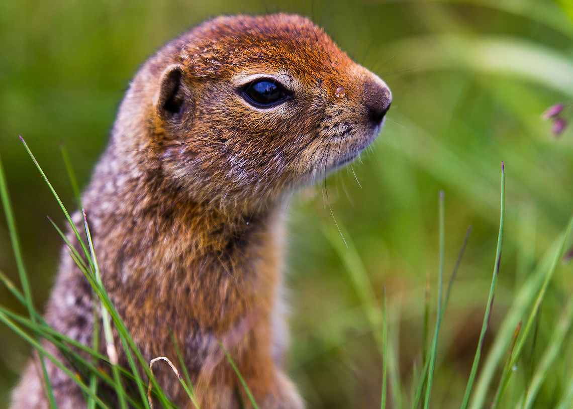 Arctic ground squirrel at Denali National Park in Alaska This arctic ground squirrel was extremely curious and friendly. He showed no signs of fear of visitors to the park, and was tough to photograph because he was more interested in climbing on the end of my lens! Alaska,Denali,Geotagged,Spermophilus parryii,Summer,United States,animal,arctic ground squirrel