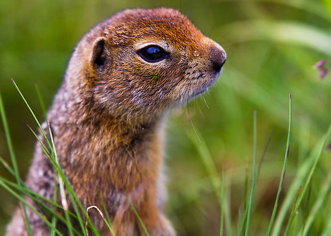 arctic ground squirrel