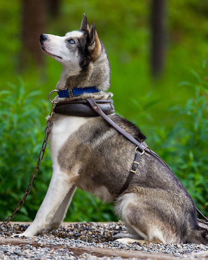 Alaskan Husky -- an Alaskan sled dog in Denali, Alaska This is one of several extremely well trained sled dogs in Denali, Alaska.  They were bred specifically for their role as a sled dog, and live and breathe for their jobs.  They are used in the winter as one of the only available forms of travel (and rescue!) in the park. Alaska,Canis lupus familiaris,Domestic dog,Geotagged,Sled Dog,Summer,United States,animal,dog