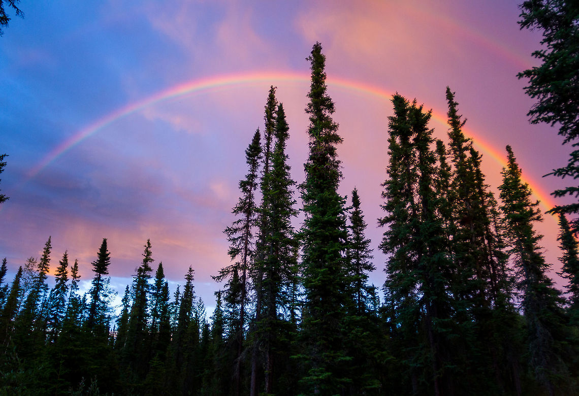 Double Rainbow at Midnight in Fairbanks, Alaska Fairbanks, AK -- midnight in July.  There was a gorgeous double rainbow (actually, a quadruple rainbow, but by time I grabbed my camera, some of it had disappeared.) Alaska,Geotagged,Natural events,Summer,Tsuga heterophylla,United States,midnight,nature,rainbow,trees
