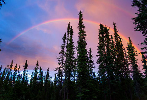Double Rainbow at Midnight in Fairbanks, Alaska Fairbanks, AK -- midnight in July.  There was a gorgeous double rainbow (actually, a quadruple rainbow, but by time I grabbed my camera, some of it had disappeared.) Alaska,Geotagged,Natural events,Summer,Tsuga heterophylla,United States,midnight,nature,rainbow,trees