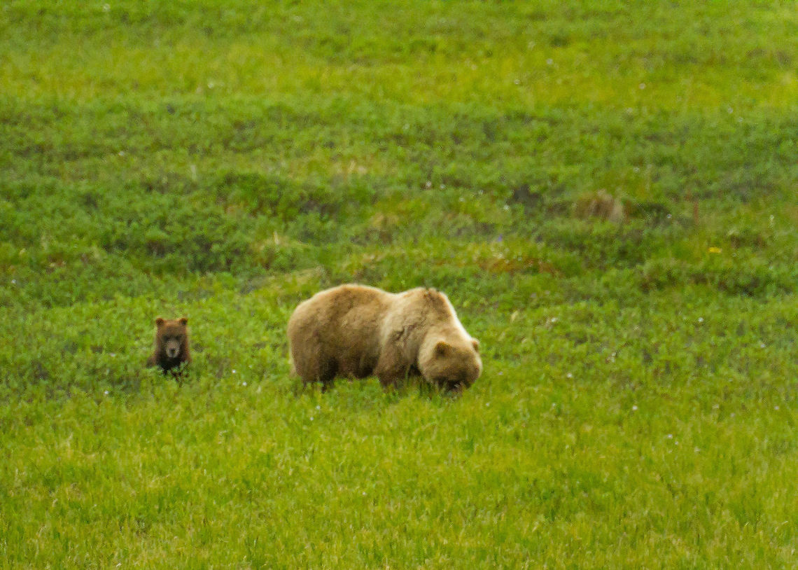 Grizzly Bear and Cub at Denali National Park, Alaska A grizzly bear and her cub.  I think the cub noticed (or maybe it's just the spawn of the devil). Alaska,Denali,Geotagged,Grizzly bear,Summer,United States,Ursus arctos horribilis