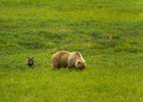 Grizzly Bear and Cub at Denali National Park, Alaska A grizzly bear and her cub.  I think the cub noticed (or maybe it's just the spawn of the devil). Alaska,Denali,Geotagged,Grizzly bear,Summer,United States,Ursus arctos horribilis