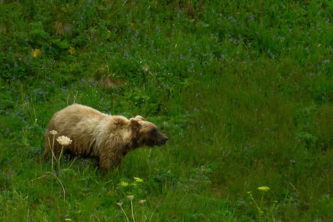 Grizzly Bear in Denali National Park, Alaska Shortly after I shot this picture, the bear ate that large, white flower. Alaska,Denali,Geotagged,Grizzly bear,Summer,United States,Ursus arctos horribilis