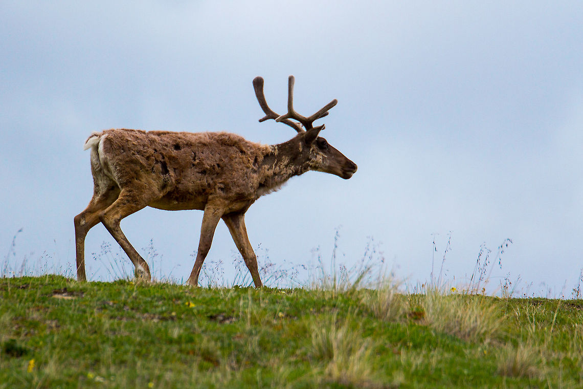 Caribou in Denali National Park, Alaska His fur was patchy because it was summer time.  They like to bend their neck around and use the antlers to tear patches of fur off.  Once all the winter coat is gone, it&#039;s about time to grow a new one. Such is life. Alaska,Denali,Geotagged,Summer,United States