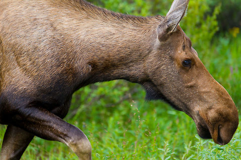 Moose in Denali National Park, Alaska I don't even want to tell you how close I was to this behemoth! Moose are the most massive creatures, I swear. Alaska,Alces alces,Denali,Geotagged,Moose,Summer,United States