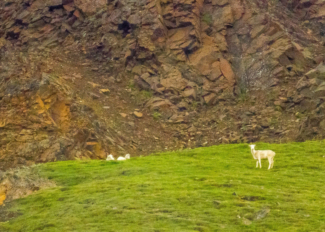 Dall Sheep in Denali National Park, Alaska These are wild dall sheep.  They were really far away, on the side of a mountain.  I&#039;m lucky to have captured what I did, even at 600mm. Alaska,Dall sheep,Denali,Geotagged,Ovis dalli,Summer,United States
