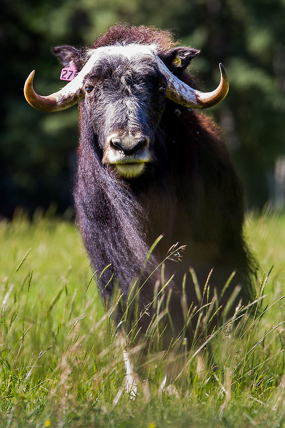 Muskox at the Large Animal Research Station in Fairbanks, AK It was a nice, warm day.  I bet his dark brown coat soaked up the sun.  Poor guy was probably roasting. Alaska,Geotagged,Muskox,Ovibos moschatus,Summer,United States,muskox