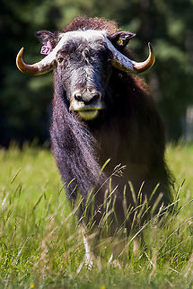 Muskox at the Large Animal Research Station in Fairbanks, AK It was a nice, warm day.  I bet his dark brown coat soaked up the sun.  Poor guy was probably roasting. Alaska,Geotagged,Muskox,Ovibos moschatus,Summer,United States,muskox
