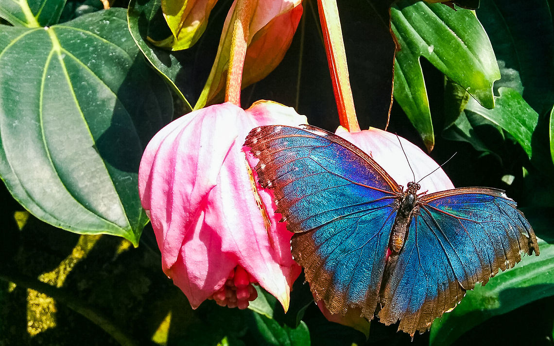 Blue Morpho at the Butterfly Conservatory in Niagara, Ontario, Canada Unassuming and dull with their wings closed, the blue morpho morphs (heh) into a gorgeous blue butterfly when it spreads its wings. Canada,Geotagged,Morpho peleides,Peleides Blue Morpho